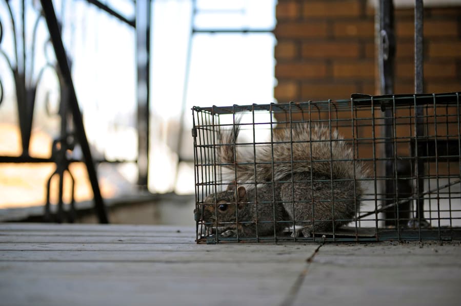 Gray Squirrel Cage