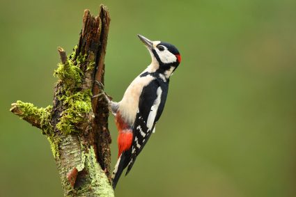 Great Spotted Woodpecker. Woodpecker On A Tree