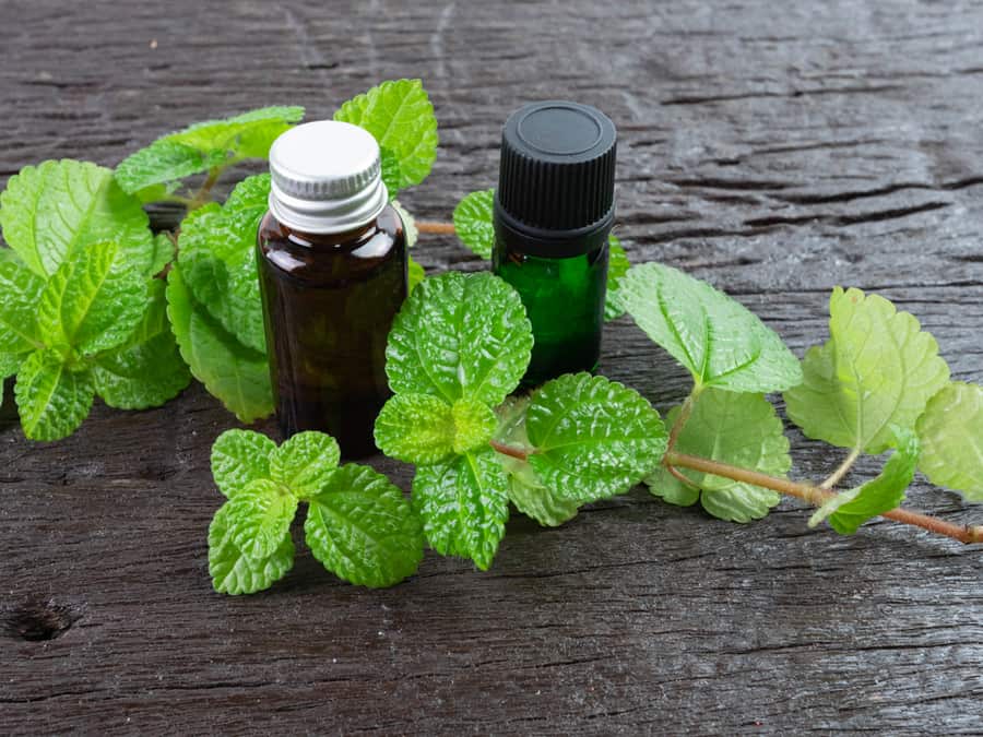 Green Mint Leaves And Essential Oil Bottles