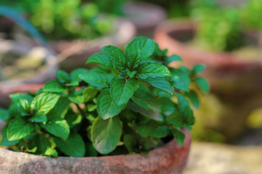 Green Mint Texture Or Mint Background