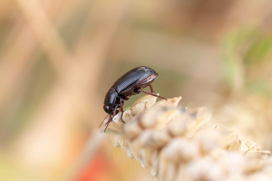 Ground Beetle