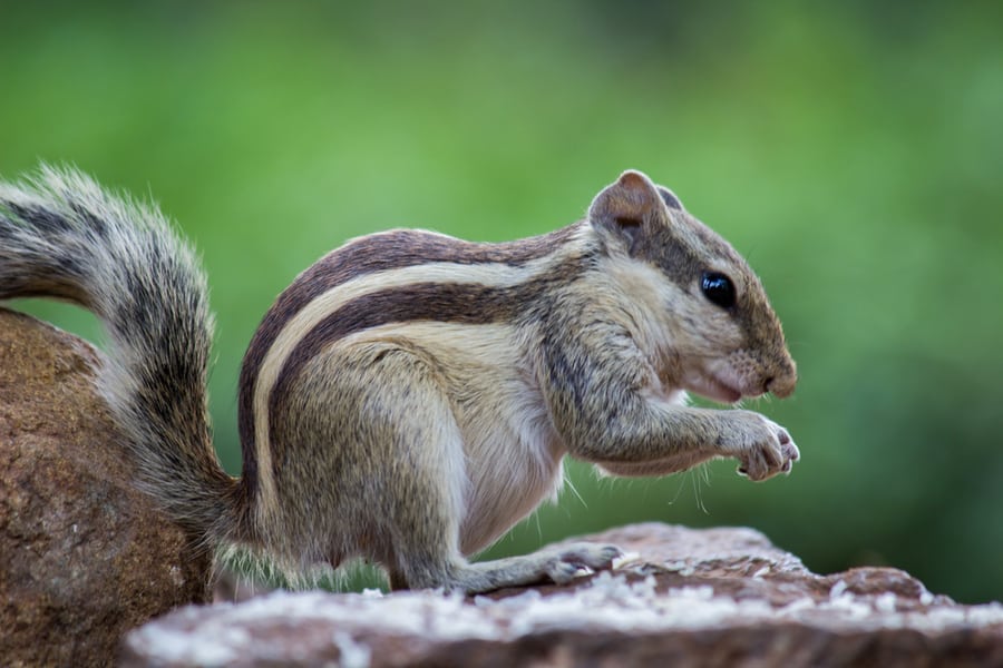 Ground Squirrel Eating