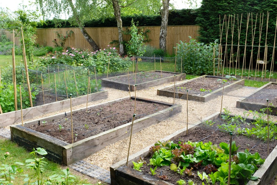 Growing Vegetables In A Backyard In Rasied Bed