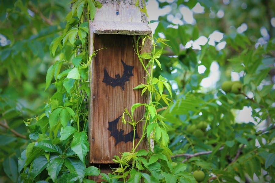Hang Up A Bird Or Bat House Outside