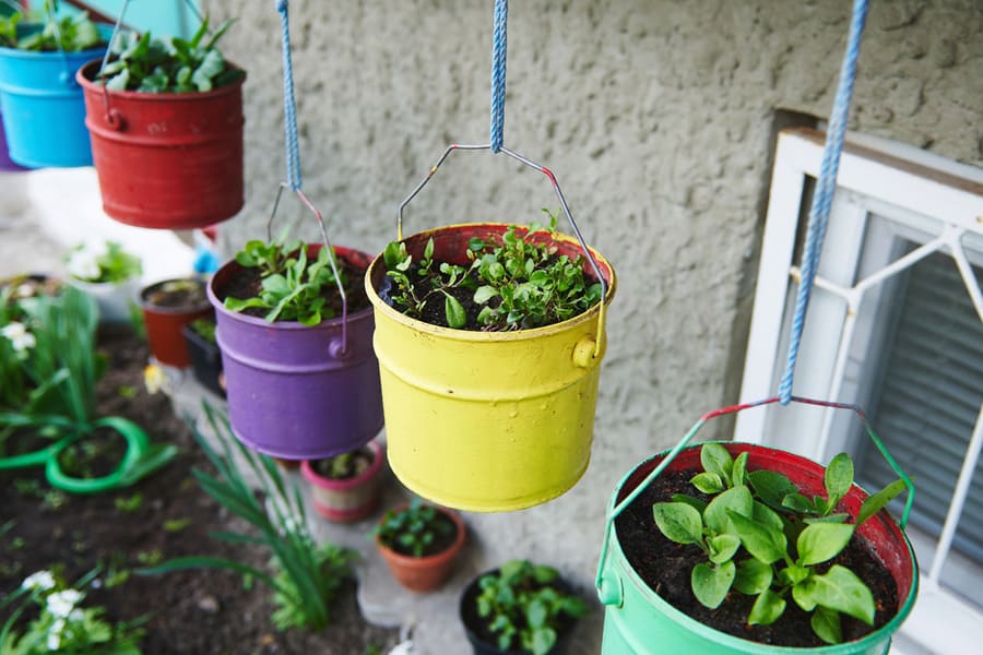 Hanging Pots Of Plants