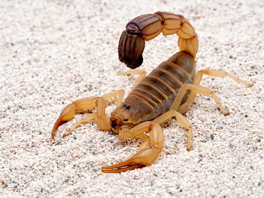 Highly Venomous Fattail Scorpion