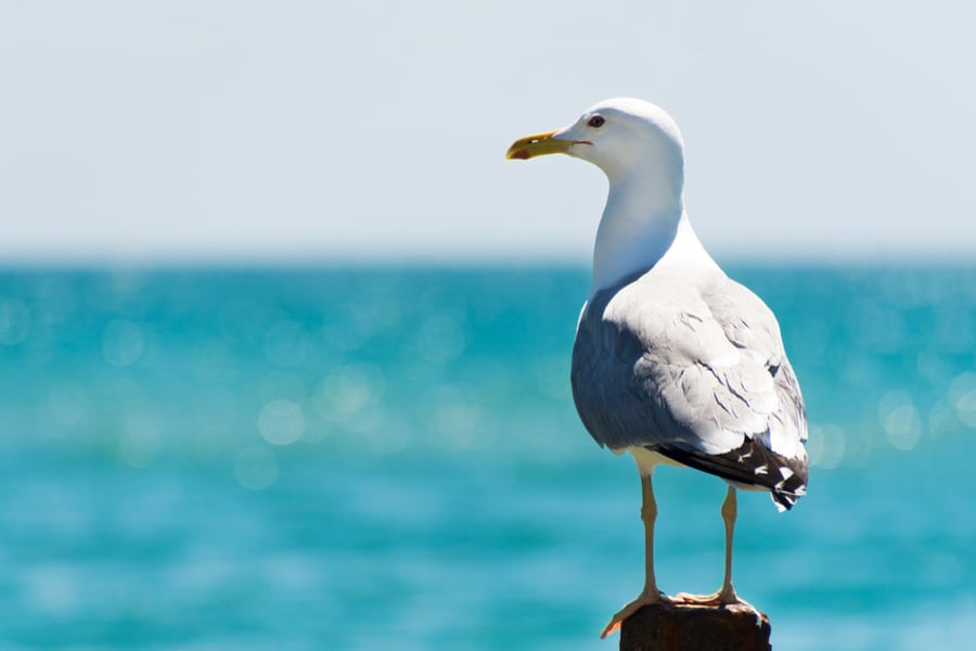 Hite Bird Seagull Sitting By The Beach