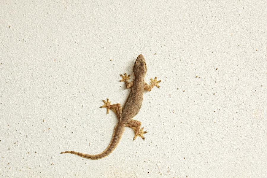 House Lizard Or Little Gecko On A White Wall