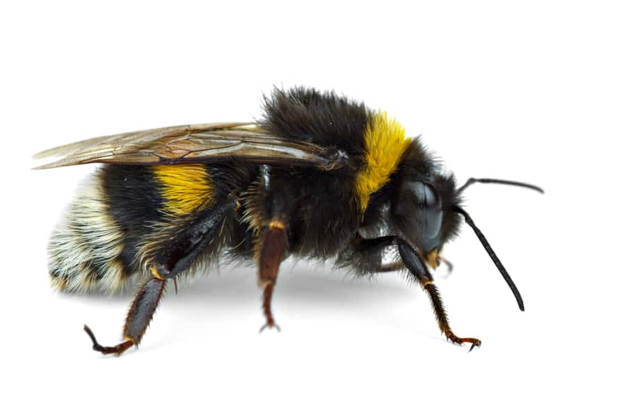 How Can Bumble Bees Enter Your Home