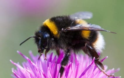 How Do Bumblebees Get In Your House?