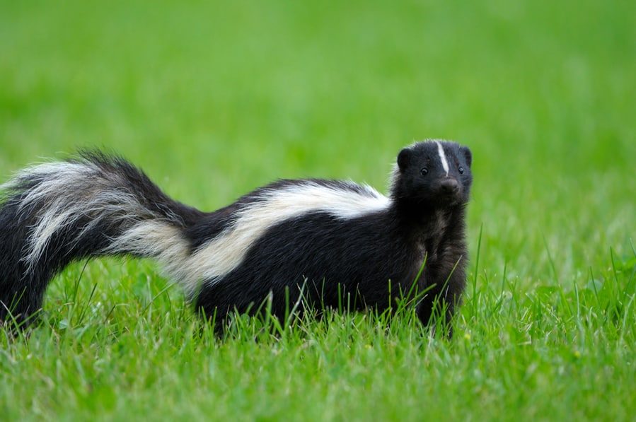 How Do Skunks Get Into A Fenced Yard?