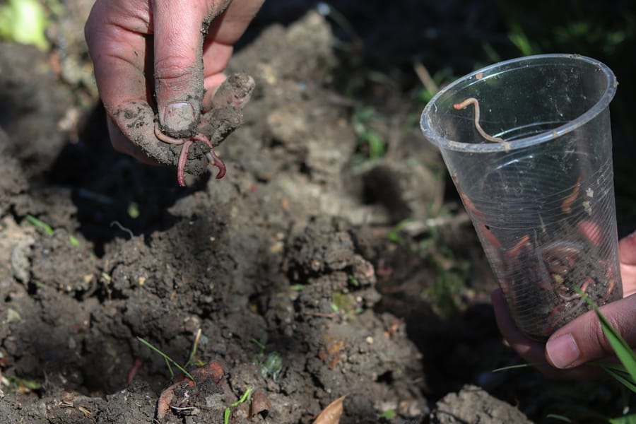 How To Catch Worms In Your Backyard