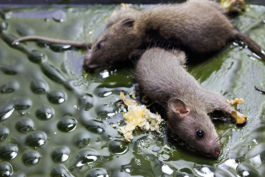 How To Clean Dead Rats Or Rodent Nests