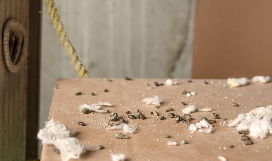 How To Clean Rat Droppings Effectively