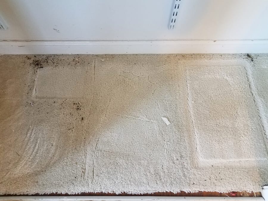 How To Clean Rat Droppings From Carpet
