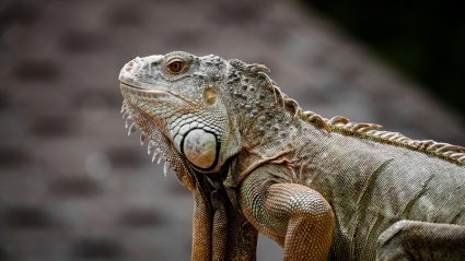 How To Get An Iguana Out Of Your House