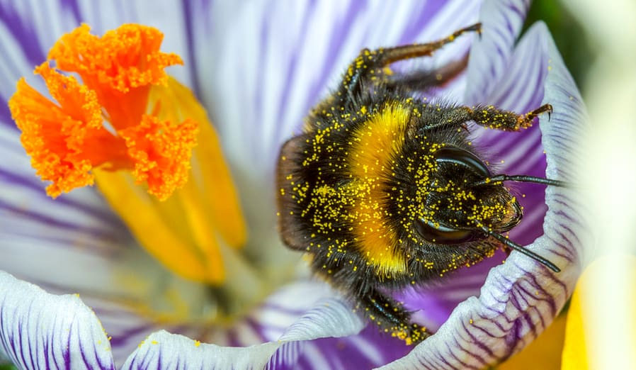 How To Get Rid Of Bumble Bees Around The House