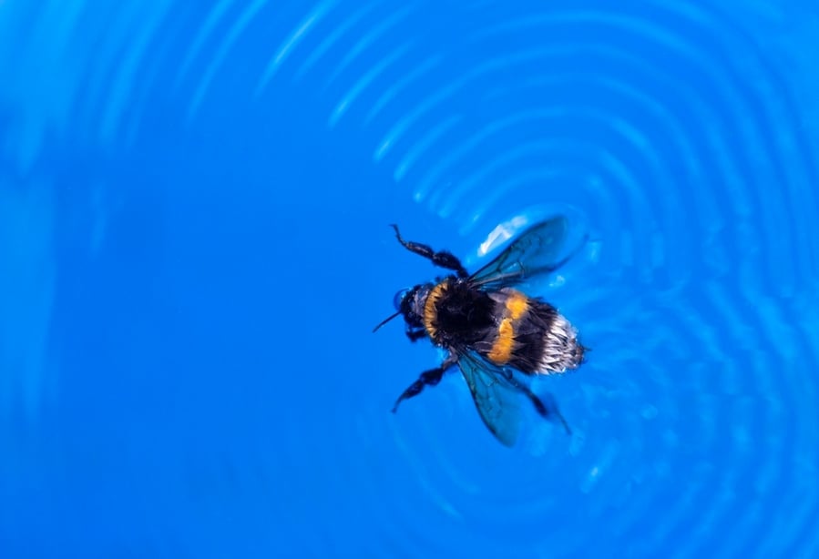 How To Keep Bees Away From Pool