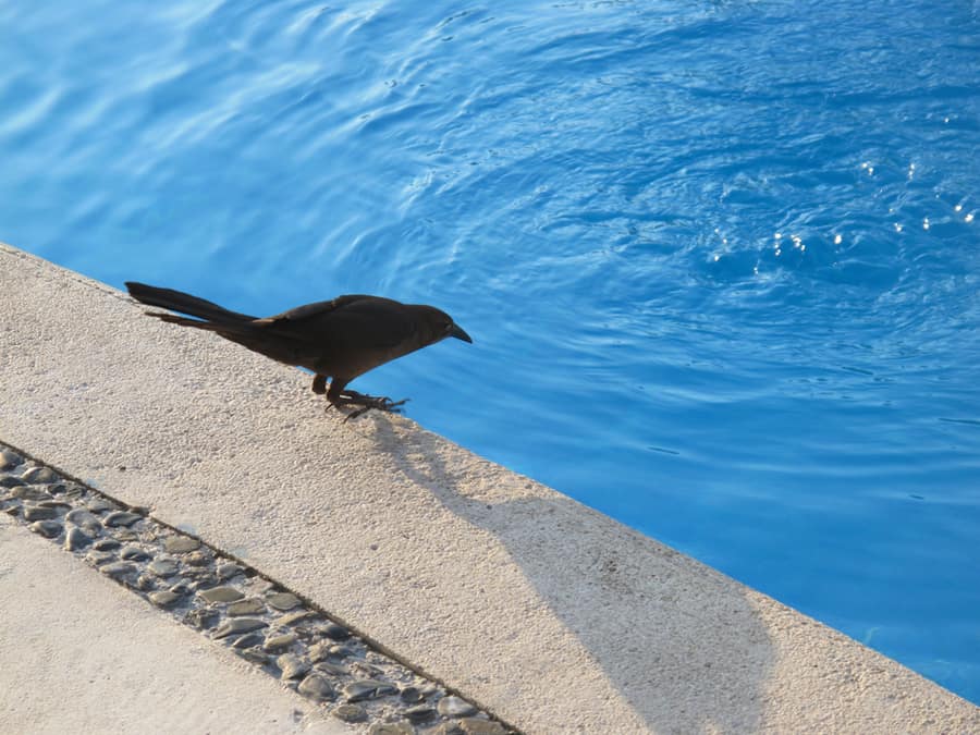 How To Keep Grackles Away From The Pool