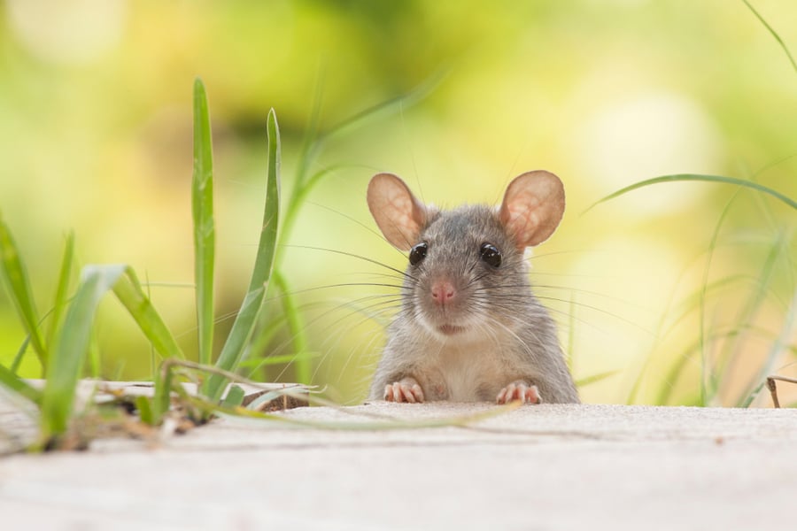 How To Keep Mice Out Of Bird Cage