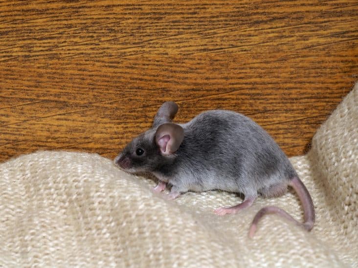 How To Keep Mice Out of Closets BeatPests