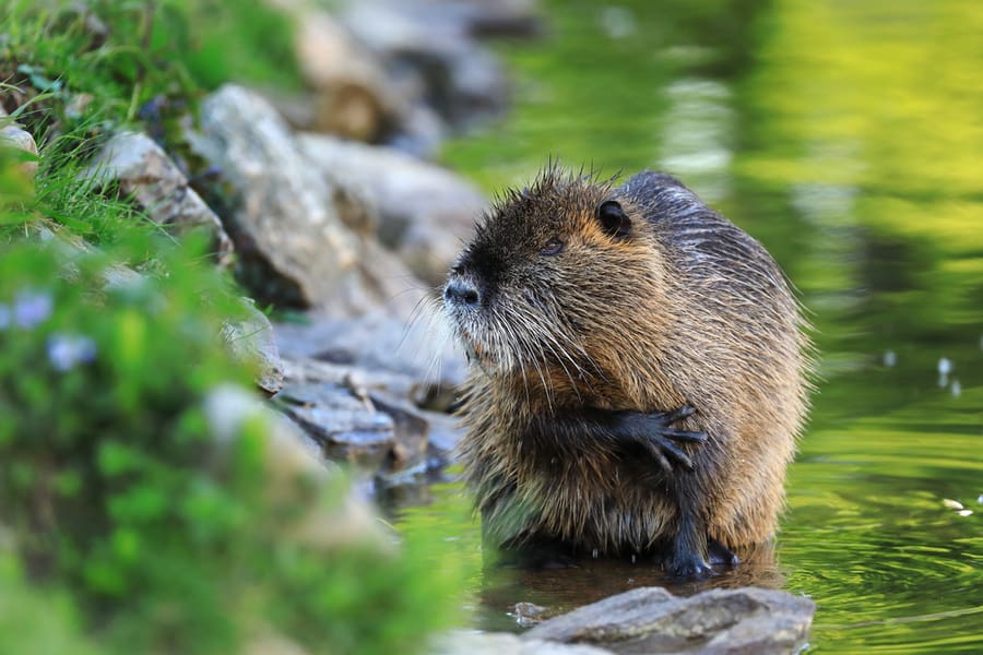 How To Keep Rats Away From My Pond