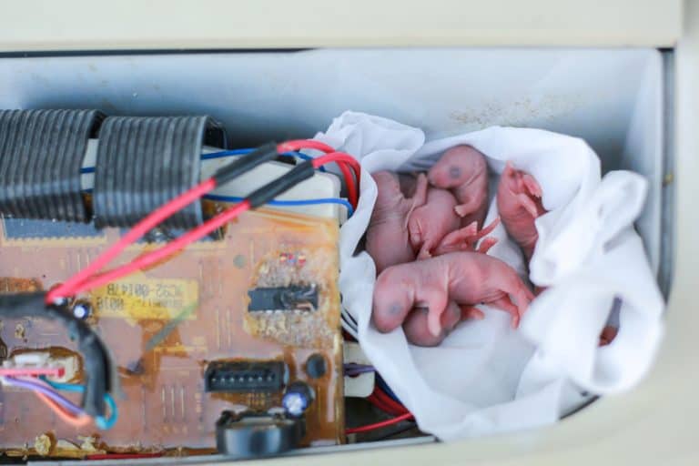 How To Keep Rats Away From Washing Machines BeatPests