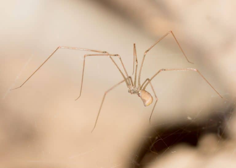 how-to-keep-spiders-out-of-basement-beatpests