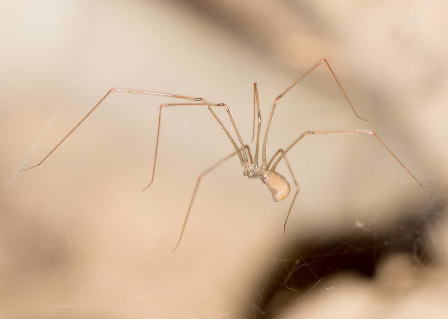 How To Keep Spiders Out Of Basement