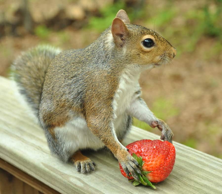 How To Keep Squirrels Out Of Strawberries