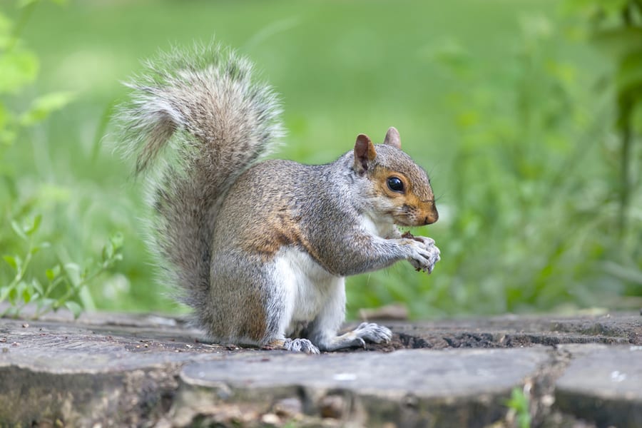 How To Keep Squirrels Out Of The Garage