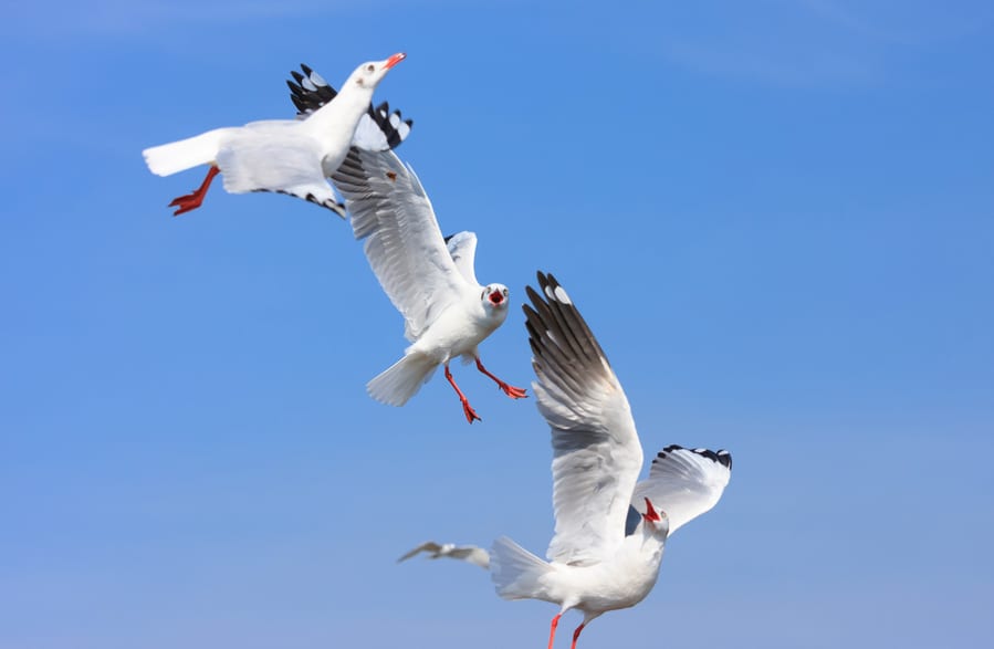 How To Scare Birds Away With Sound