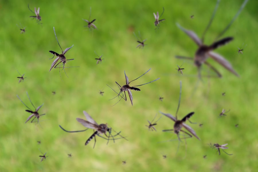 How To Use Eucalyptus To Repel Pests