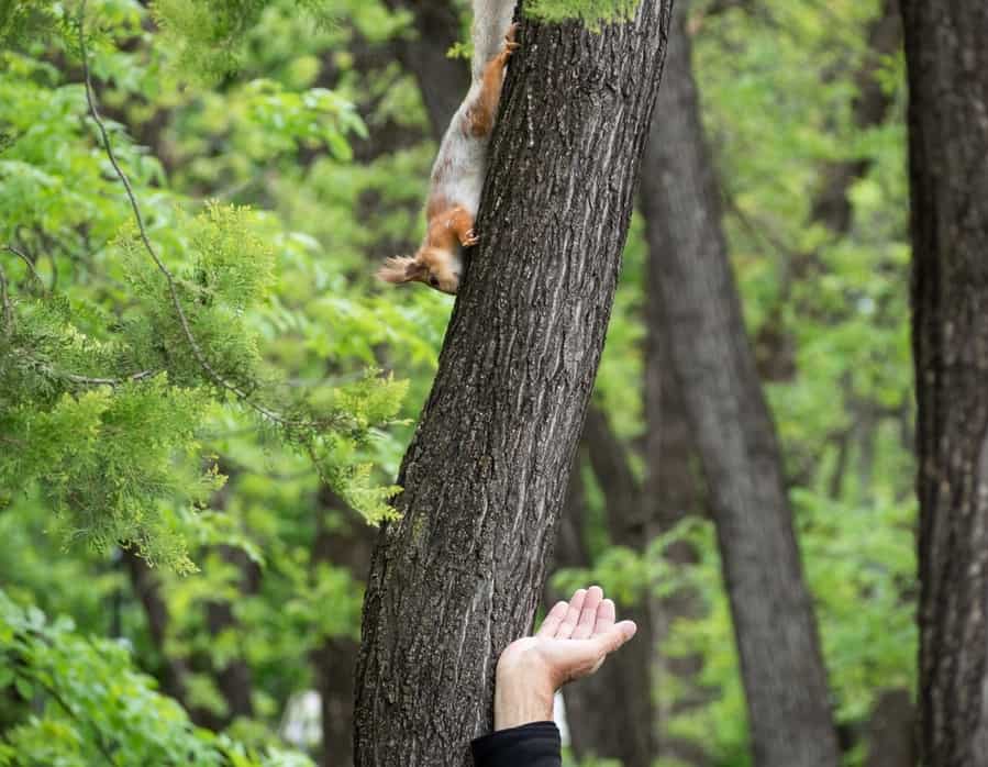 Human With Squirrel On Tree In Park