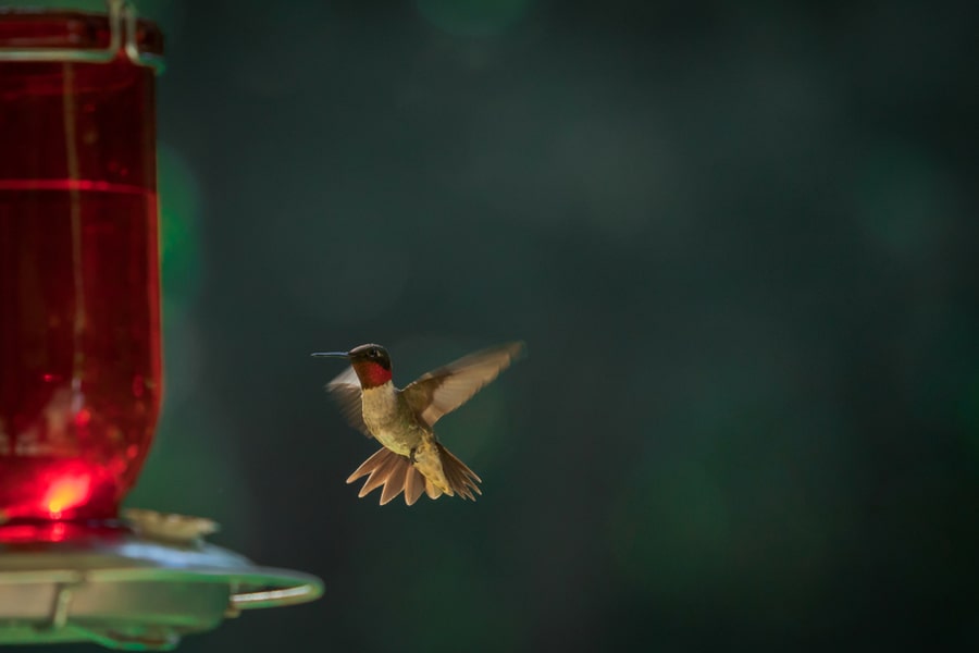 Hummingbird Feeder At Night