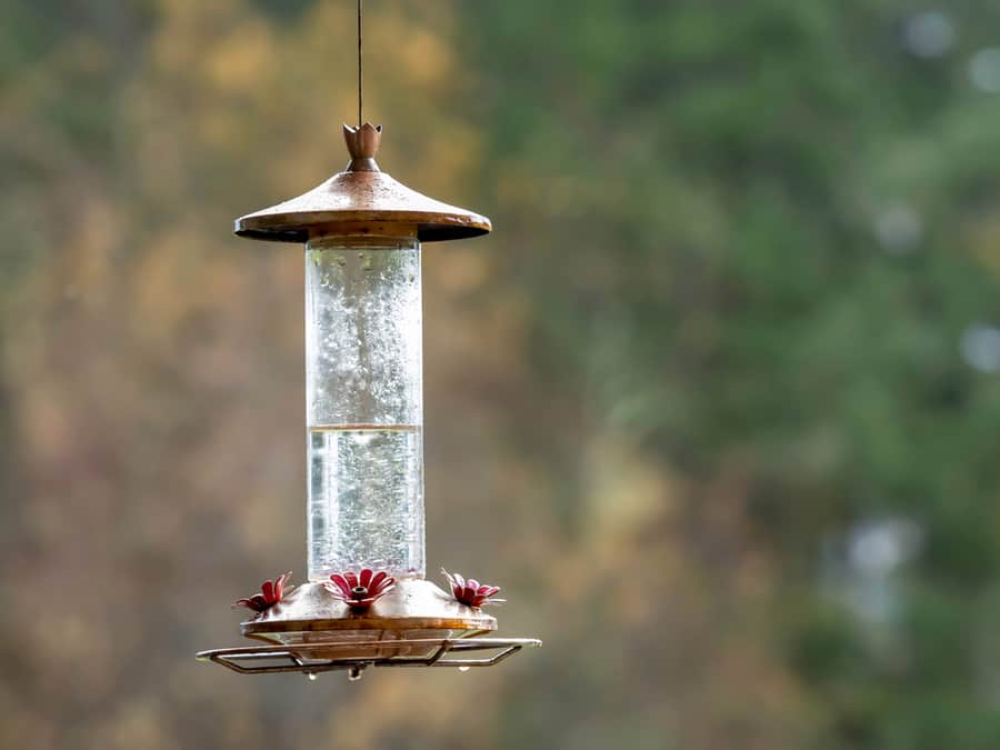 Hummingbird Feeder Hanged Using Wire