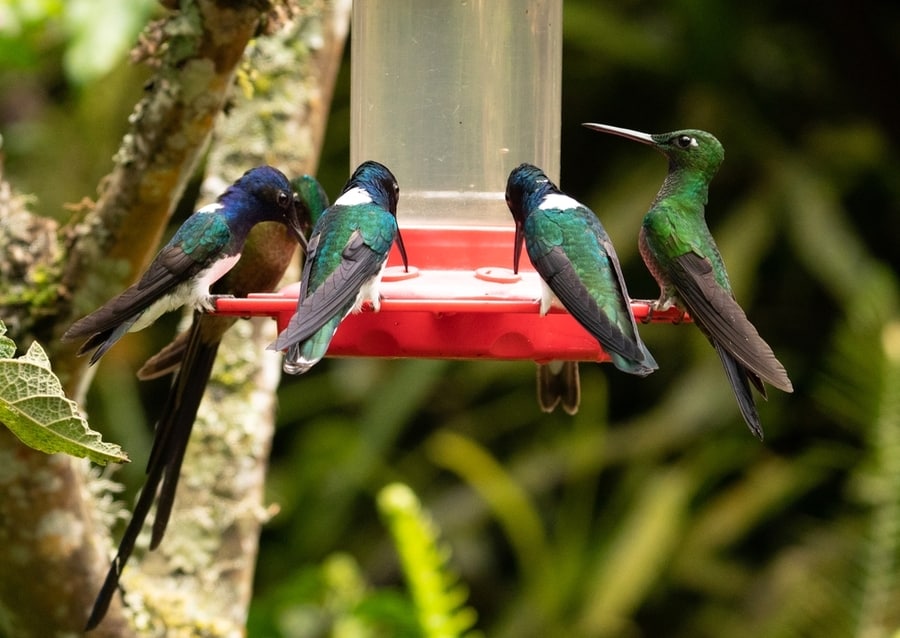 Hummingbird Feeder In A Garden