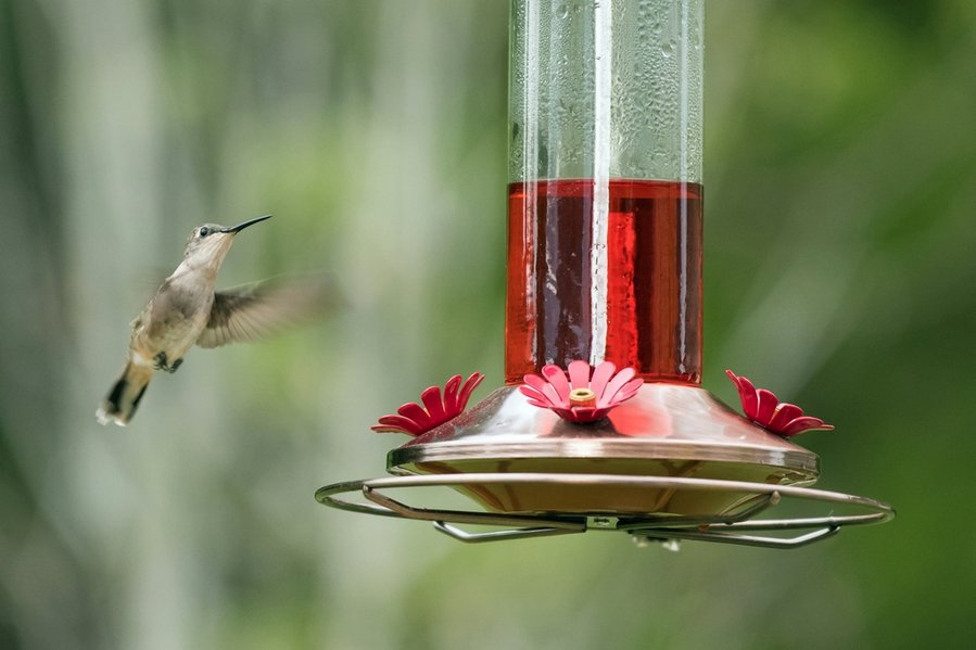 Hummingbird Feeder