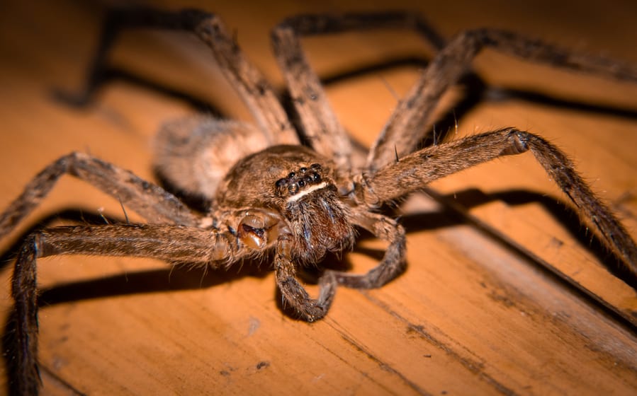 Huntsman Spider