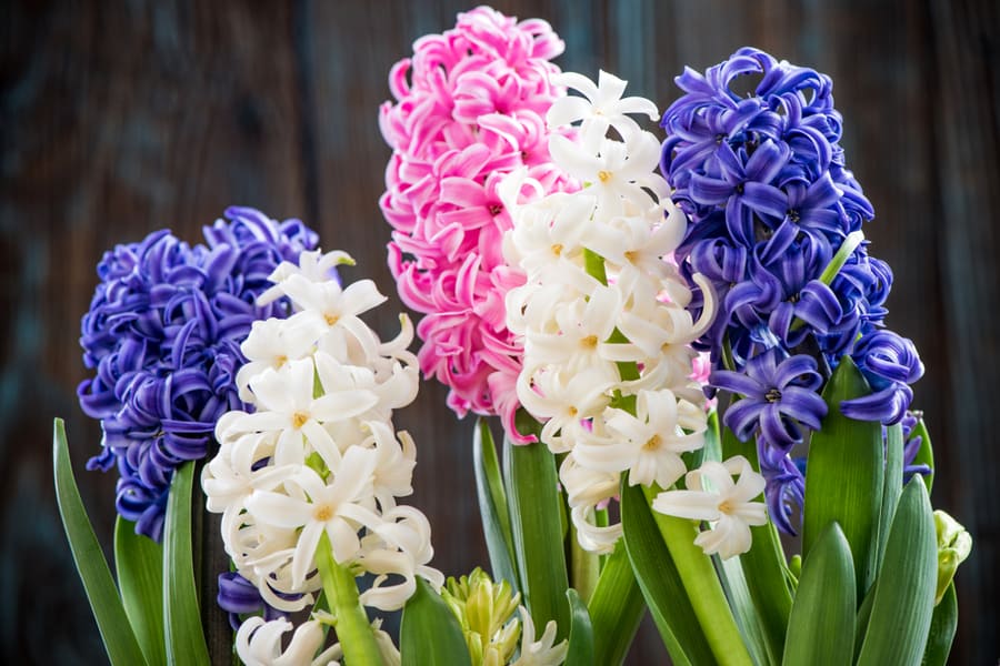 Hyacinths