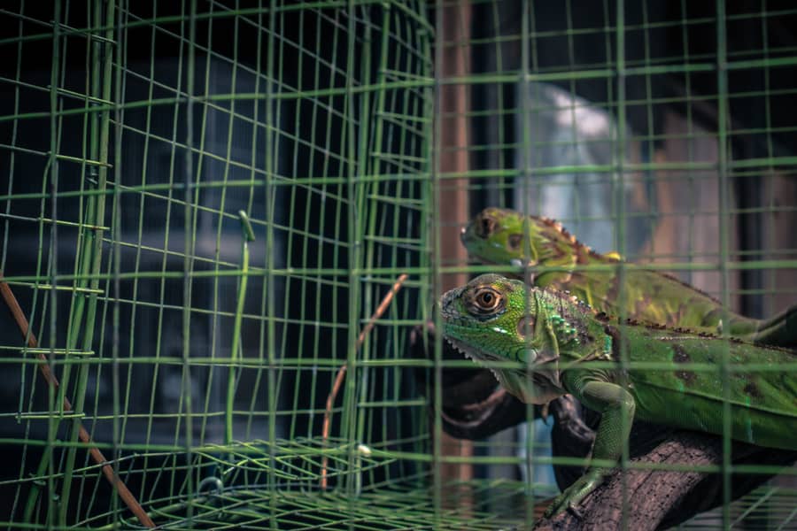 Iguana Traps