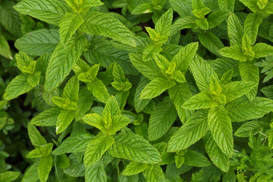 Infesting Peppermint Plant