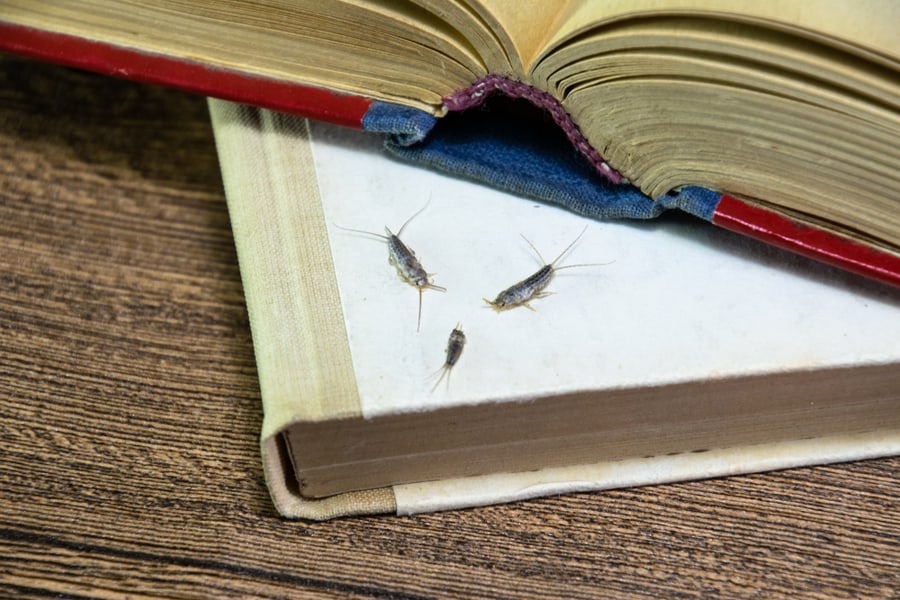 Insect Feeding On Paper - Silverfish