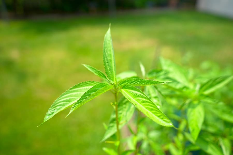 Jute Leaves