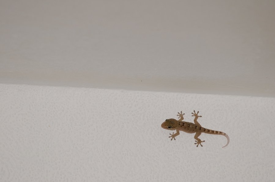 Juvenile Bottegers Wall Gecko