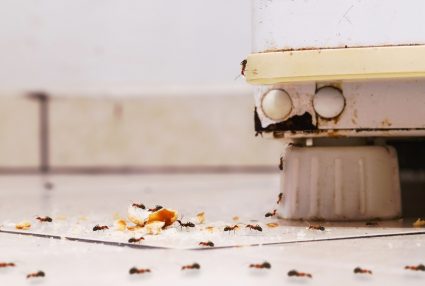 Keep Ants Out Of Air Conditioner