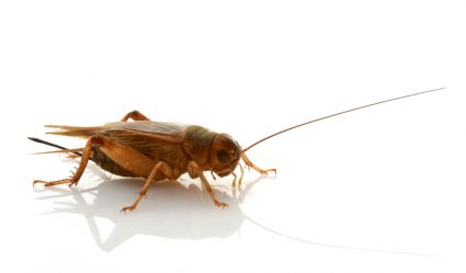 Keep Crickets Out Of Garage
