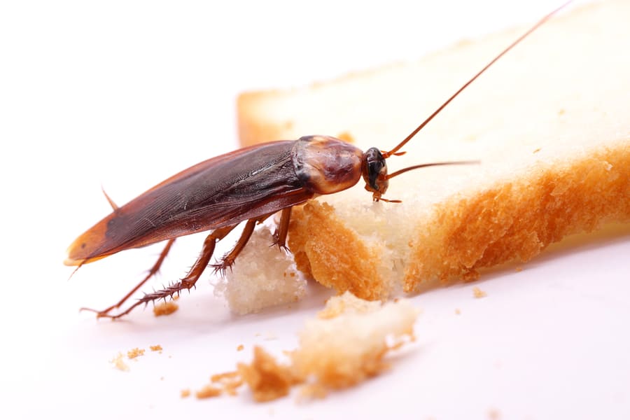 Keep Food Away From Roaches