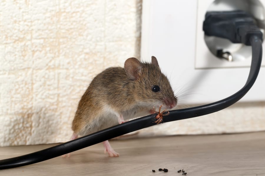Keep Mice Out Of Washing Machine