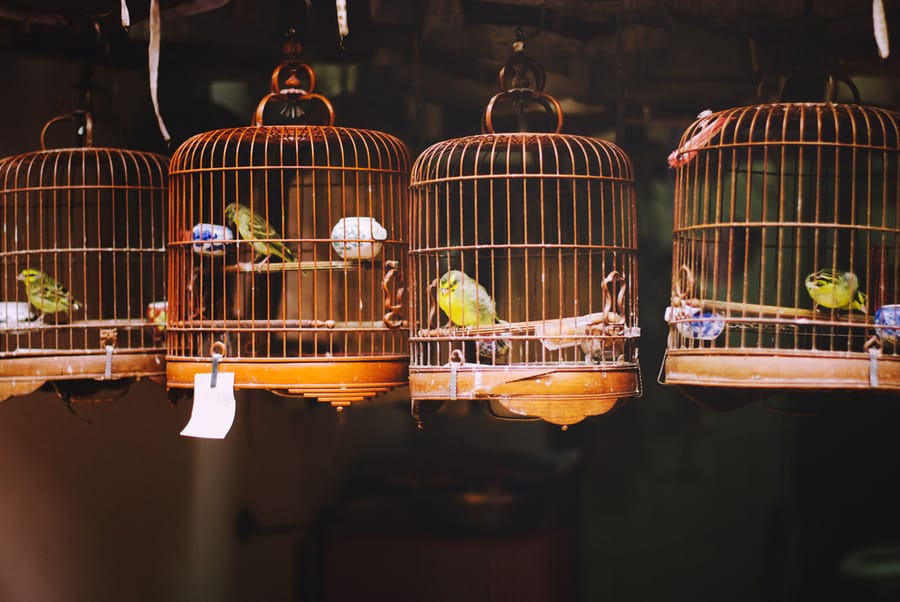 Keep Your Bird Cages As Elevated As Possible